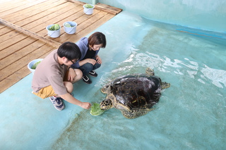 ふれあい体験ご参加ありがとうございました | 久米島ウミガメ館