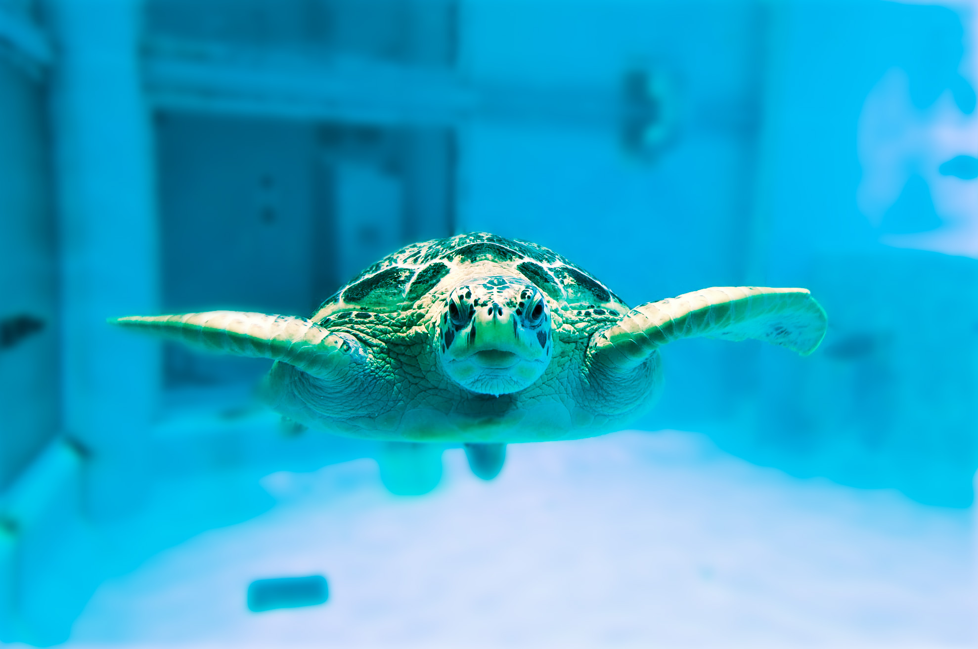 セール 久米 島 ウミガメ 館 t シャツ